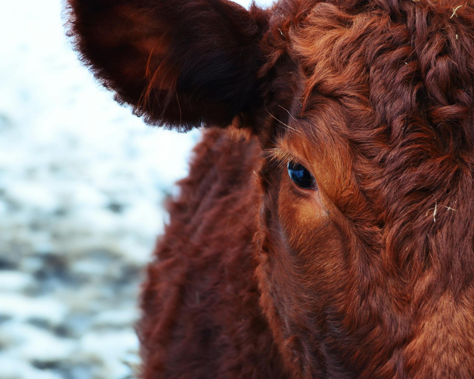 brown and red cattle